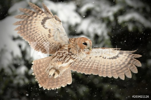 Picture of The tawny owl or brown owl Strix aluco is a stocky found in woodlands across This nocturnal bird of prey hunts mainly rodents usually by dropping from a perch to seize its prey Owl in snow Port